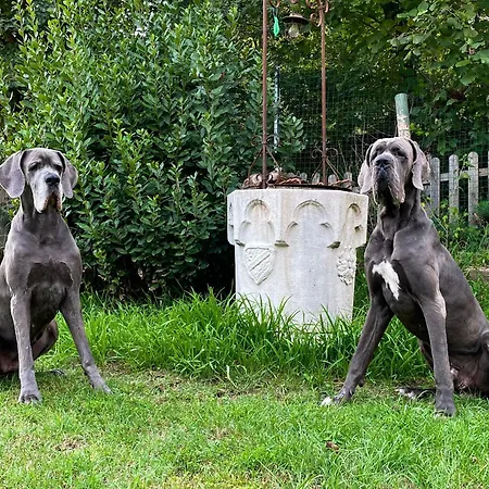 Dog And Friend Bed & Breakfast Rocchetta Tanaro