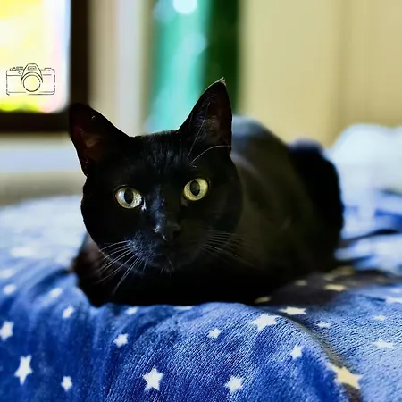 Dog And Friend Rocchetta Tanaro