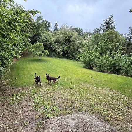 Dog And Friend * Rocchetta Tanaro